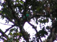 8341 Biotopo del Quetzal 